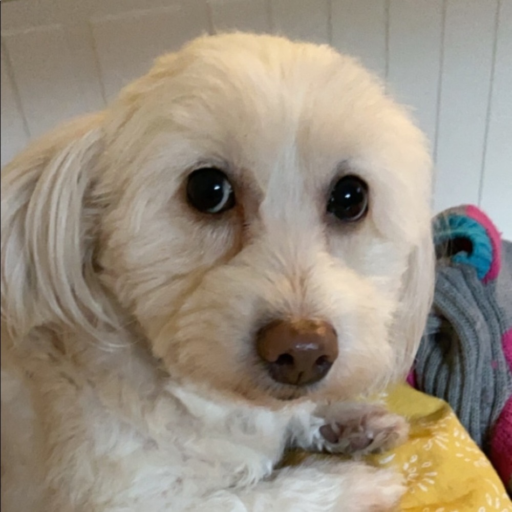 Meet your Posher, Vivian